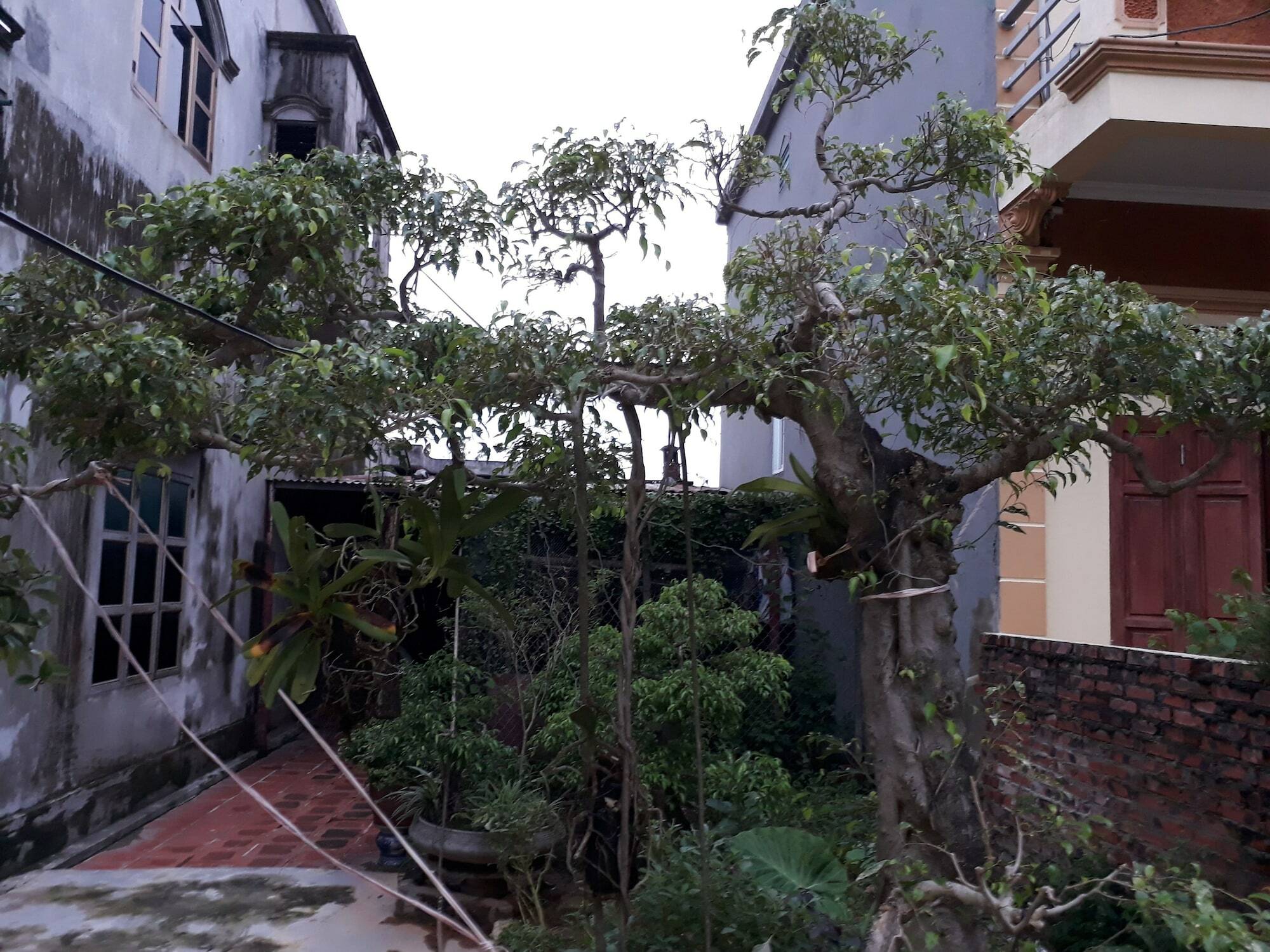 Tam Coc White Swan Homestay Ninh Binh Eksteriør bilde